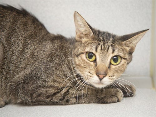 DARIA - Domestic Short Hair available for adoption
