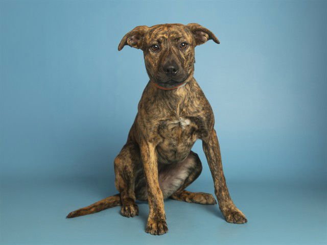 BUTTERCUP - American Pit Bull Terrier available for adoption