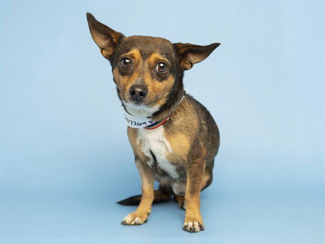 TITO - Chihuahua available for adoption