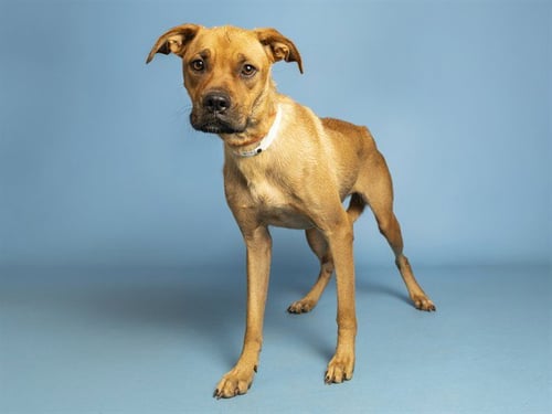 GINNY - German Shepherd Dog available for adoption