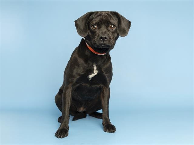 BUGSY - Pug / Chihuahua available for adoption