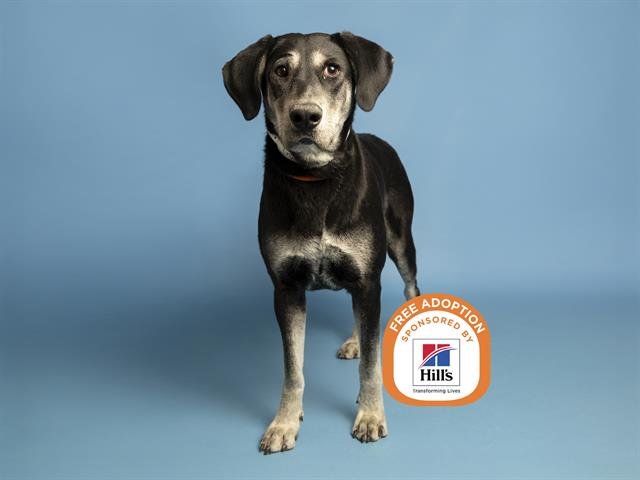 DOROTHY - Black and Tan Coonhound / Labrador Retriever available for adoption
