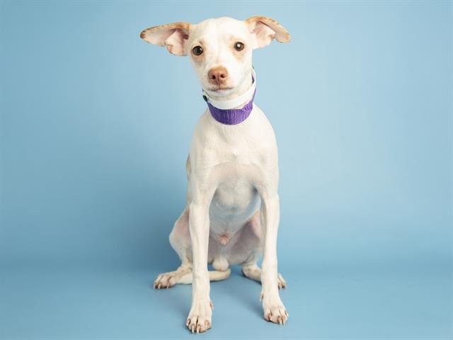 DUANE - Chihuahua available for adoption