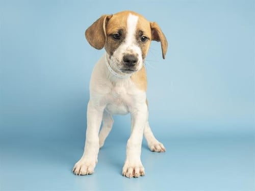 MARIGOLD - Australian Cattle Dog/Blue Heeler / American Pit Bull Terrier available for adoption