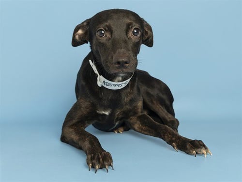 DOLLY - American Pit Bull Terrier available for adoption