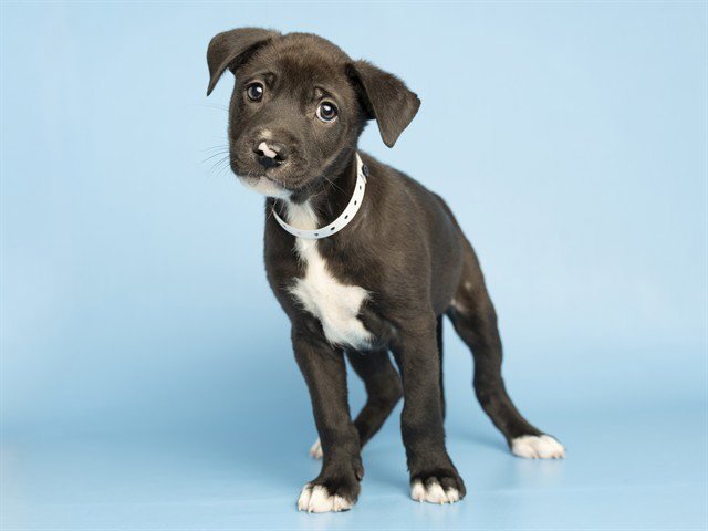 ENZO Image