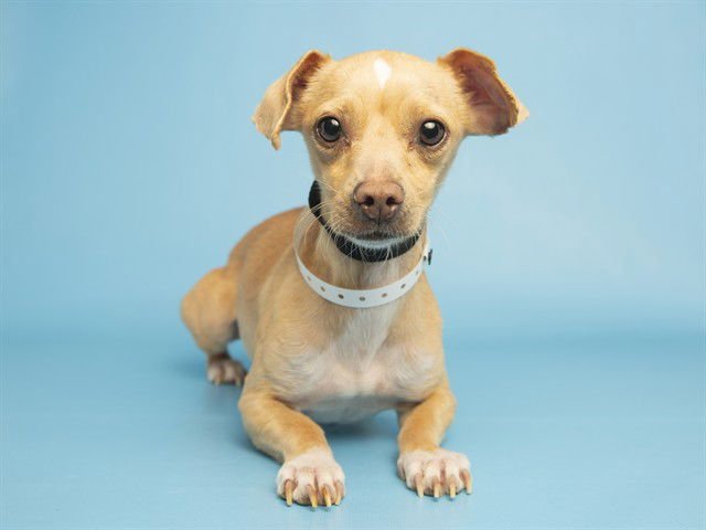 DAISY - Chihuahua available for adoption