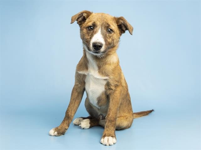 SALLY - Catahoula Leopard Dog available for adoption