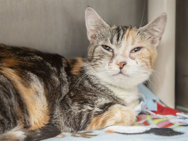 SUNFLOWER - Domestic Short Hair available for adoption