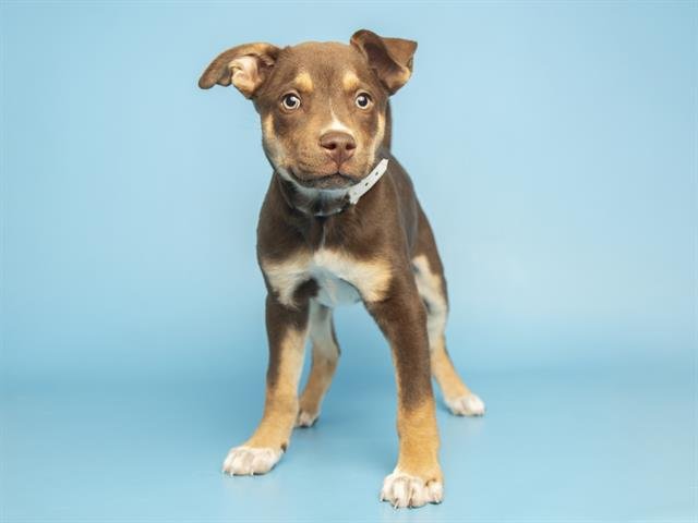 AMAYA - American Pit Bull Terrier available for adoption