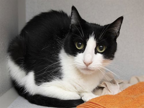 ALICE - Domestic Short Hair available for adoption