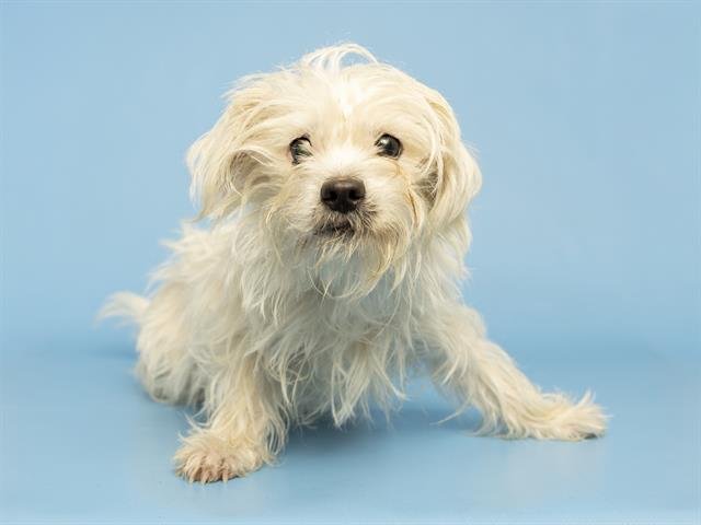 SHERYL - Maltese available for adoption