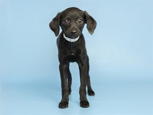 PENNY - Cairn Terrier available for adoption