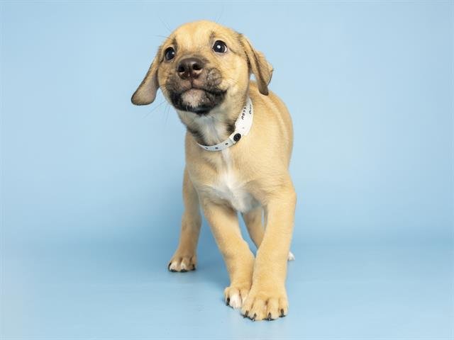 BUZZ - German Shepherd Dog available for adoption