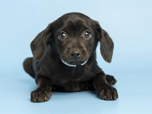 BERNADETTE - Cairn Terrier available for adoption