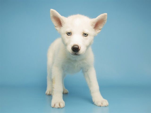 TOGO - Husky available for adoption