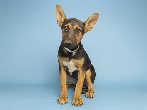 COOKIE DOUGH - Labrador Retriever available for adoption