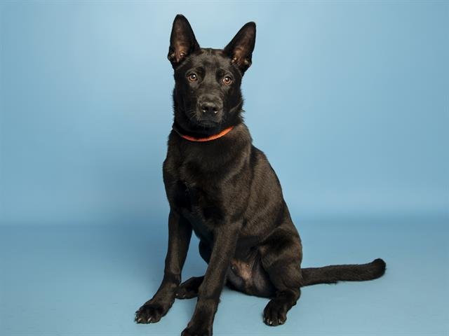 CROW - German Shepherd Dog available for adoption