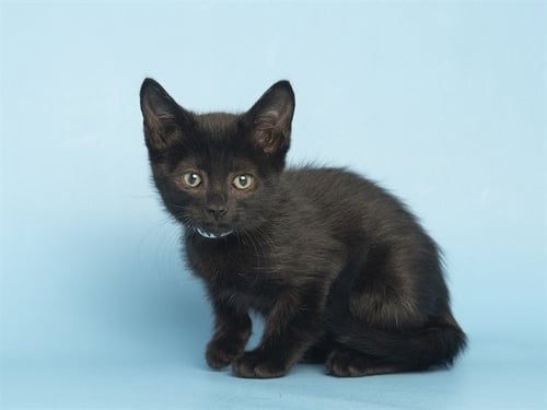 HERMIONE - Domestic Short Hair for adoption in Phoenix