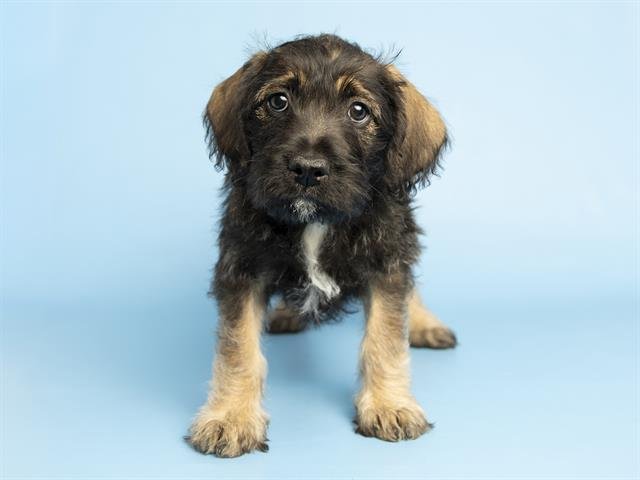 WILLOW - American Pit Bull Terrier available for adoption