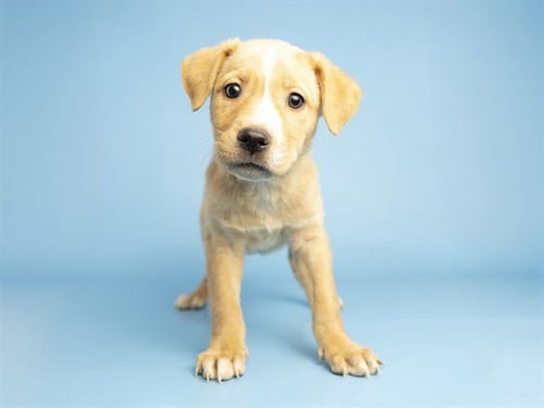 FELICITY - Australian Shepherd available for adoption