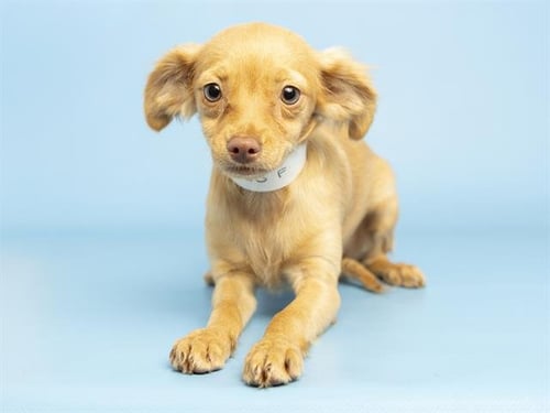 OMELET - Chihuahua available for adoption