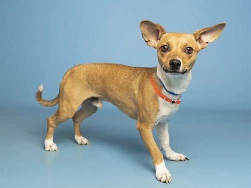 BISCOFF - Chihuahua available for adoption