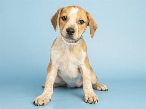 HIBISCUS - Australian Cattle Dog/Blue Heeler / American Pit Bull Terrier available for adoption