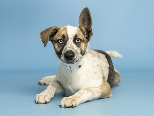 VOLT - Australian Cattle Dog/Blue Heeler available for adoption