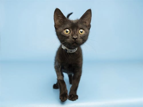 SEVEN - Domestic Short Hair available for adoption