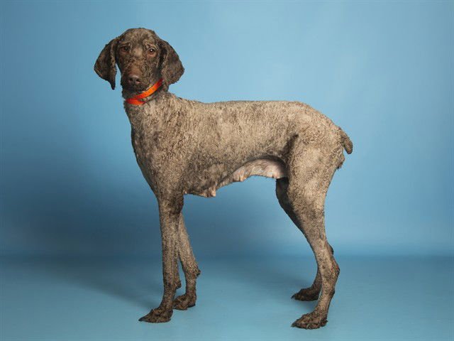 WINNIE - Poodle (Standard) available for adoption