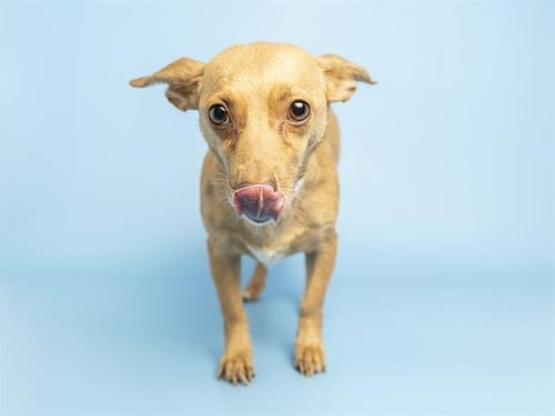 WENDY - Chihuahua available for adoption