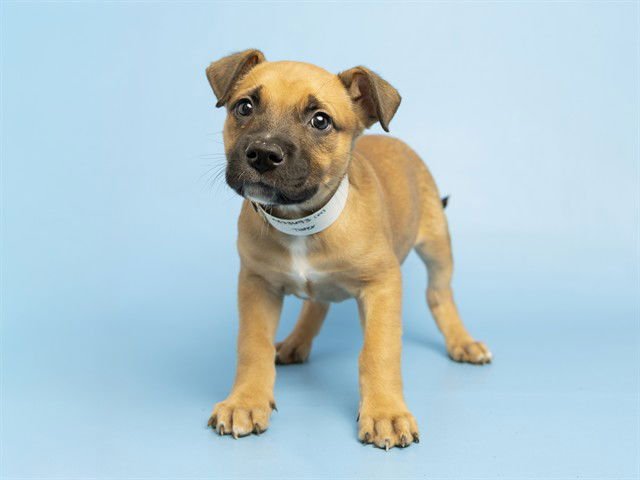 TATER - German Shepherd Dog available for adoption