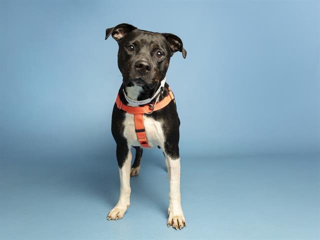 ANNIE - American Pit Bull Terrier available for adoption