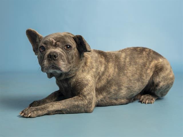 RUBY - French Bulldog available for adoption