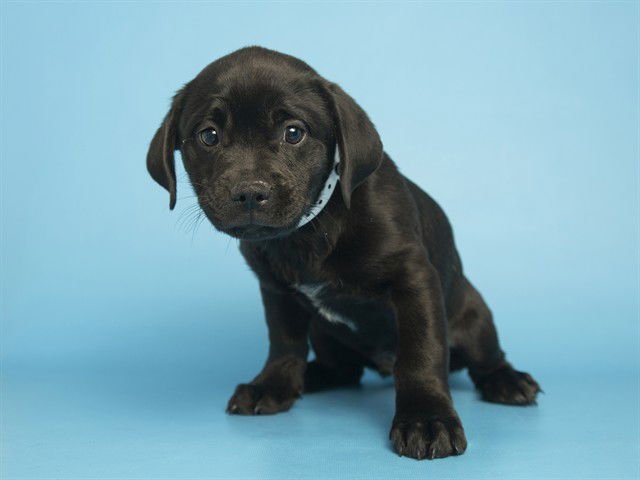 BANANA - American Pit Bull Terrier / Shih Tzu available for adoption