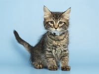 SPARKY - Photo 1