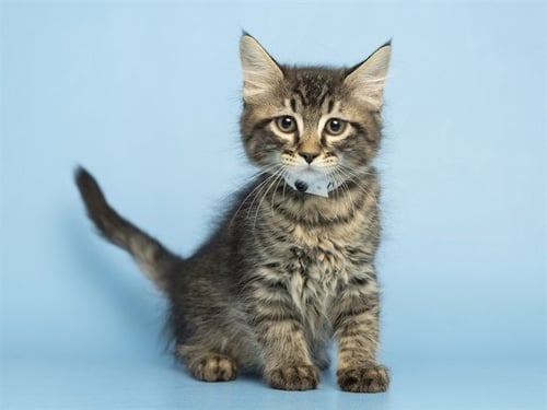 SPARKY - Domestic Short Hair available for adoption