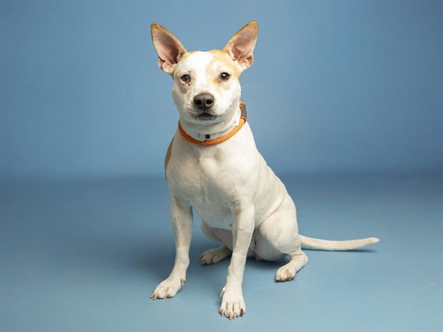 ROSALINA - Australian Cattle Dog/Blue Heeler available for adoption