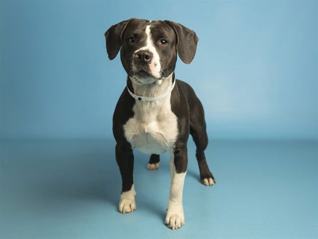 SHORTY - American Pit Bull Terrier available for adoption