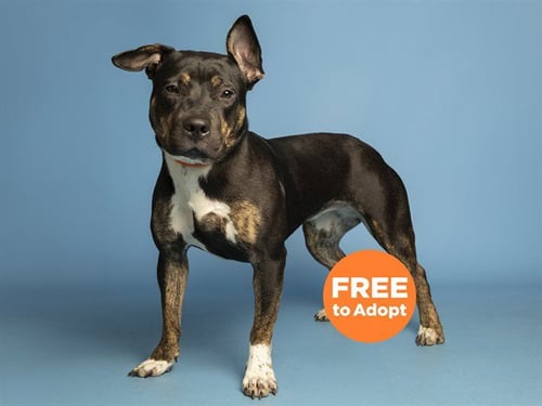 LAYLA - American Pit Bull Terrier available for adoption