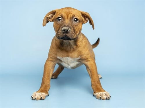 GUSTAVO - German Shepherd Dog available for adoption