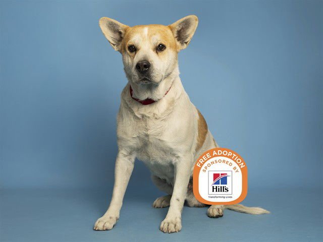 THEO - Australian Cattle Dog/Blue Heeler available for adoption