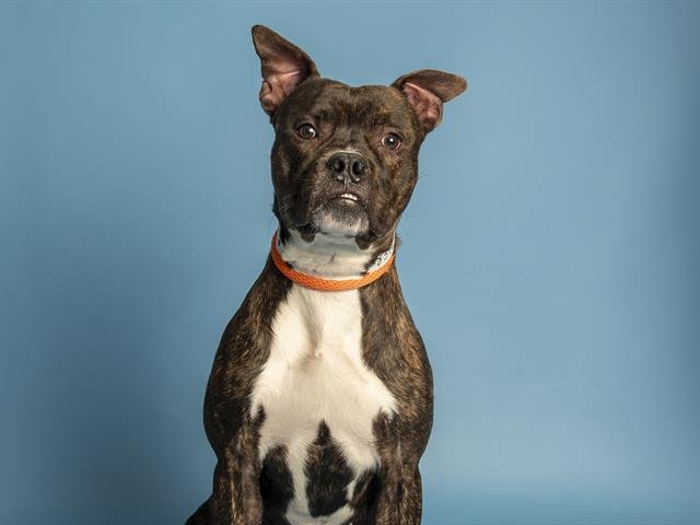 CORBIN - Boxer / American Staffordshire Terrier available for adoption