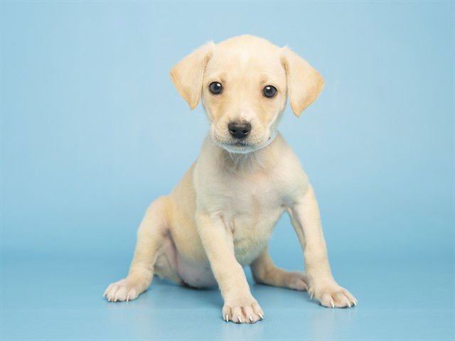 CHIHIRO - Labrador Retriever available for adoption