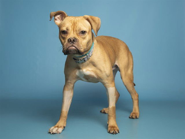 BUTTERS - Boxer available for adoption