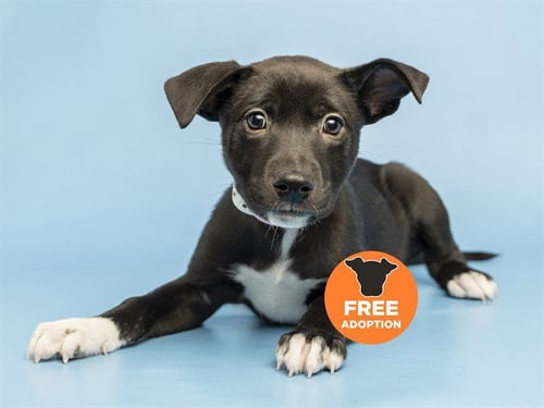 ENDIVE - American Pit Bull Terrier available for adoption