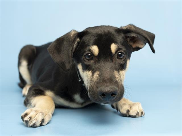 JERRY - German Shepherd Dog available for adoption