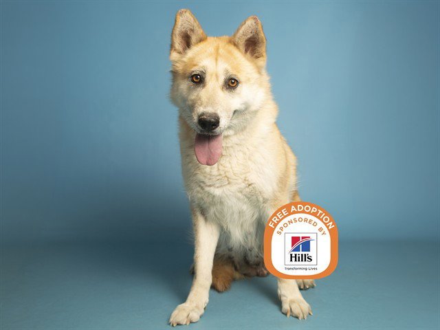 DEKODA - German Shepherd Dog / Husky available for adoption