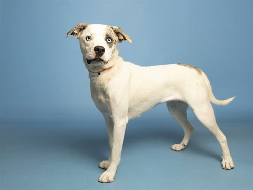 PRINCESS CHEESE - American Pit Bull Terrier available for adoption